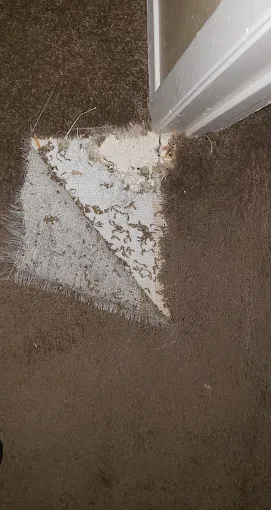 Damaged carpet corner before Team Steam restoration